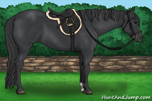 Horse Color:Black 