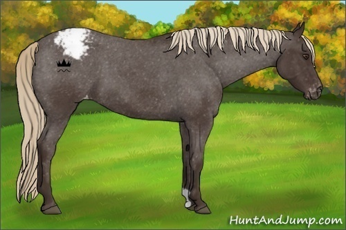 Horse Color:Liver Red Roan Varnish 