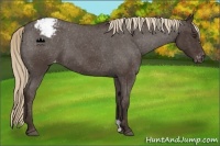 Horse Color:Liver Red Roan Varnish 