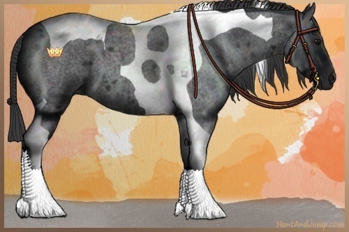 Horse Color:Blue Roan Tobiano