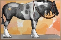 Horse Color:Blue Roan Tobiano 