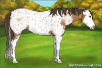 Horse Color:Bay Sabino Splash Appaloosa 