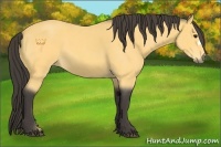 Horse Color:Buckskin Roan 