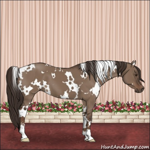 Horse Color:White Spotted Liver Red Dun Sabino 
