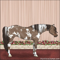 Horse Color:White Spotted Liver Red Dun Sabino 
