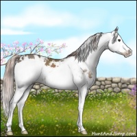 Horse Color:Liver Chestnut Sabino Splash 