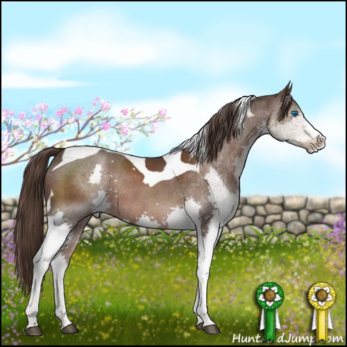 Horse Color:Liver Chestnut Sabino Splash Tobiano 