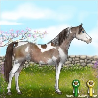 Horse Color:Liver Chestnut Sabino Splash Tobiano 