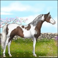 Horse Color:Liver Chestnut Sabino Tobiano 