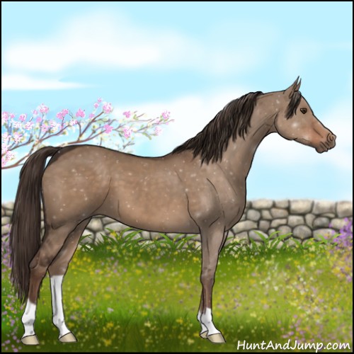 Horse Color:Liver Red Dun 