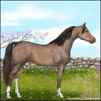 Horse Color:Liver Red Dun 