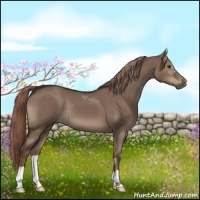 Horse Color:Liver Red Dun