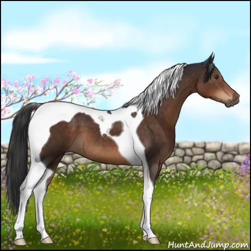 Horse Color:Liver Chestnut Tobiano 
