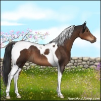 Horse Color:Liver Chestnut Tobiano 