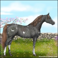 Horse Color:White Spotted Liver Chestnut Ice