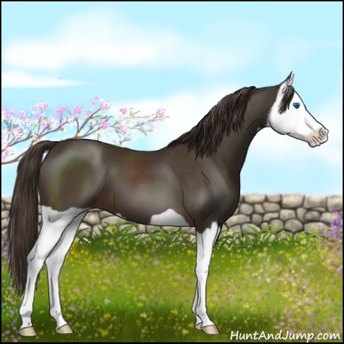 Horse Color:Liver Chestnut Splash