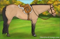 Horse Color:Bay Dun 