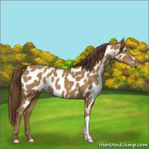 Horse Color:Classic Cream Champagne Appaloosa 