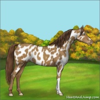 Horse Color:Classic Cream Champagne Appaloosa 
