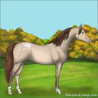 Horse Color:Amber Champagne Roan Dun Appaloosa Rabicano 