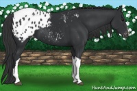 Horse Color:Black Appaloosa
