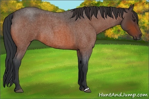 Horse Color:Brown Roan 