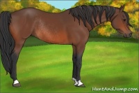 Horse Color:Bay Rabicano 