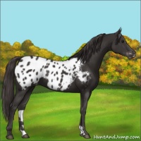 Horse Color:Smoky Black Appaloosa Rabicano 