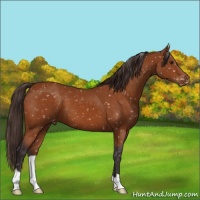 Horse Color:Buckskin Appaloosa