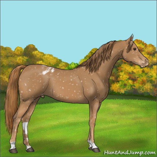 Horse Color:Chestnut Snowflake Varnish 