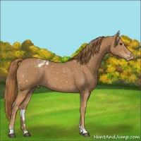 Horse Color:Chestnut Snowflake Varnish