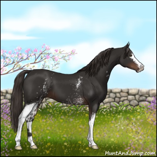 Horse Color:White Spotted Liver Chestnut 