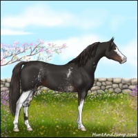 Horse Color:White Spotted Liver Chestnut 