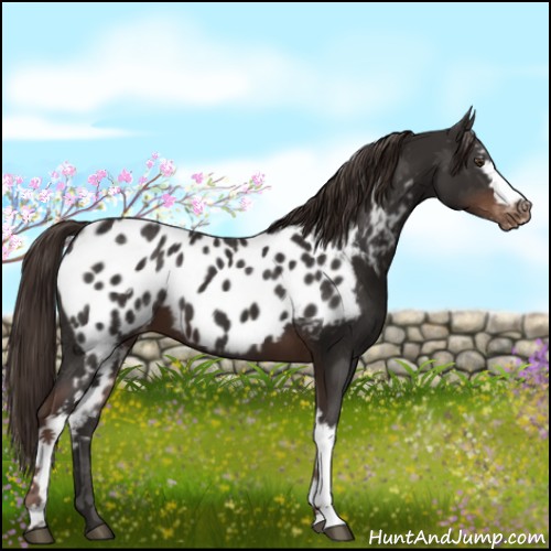 Horse Color:White Spotted Liver Chestnut Appaloosa 