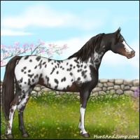 Horse Color:White Spotted Liver Chestnut Appaloosa 