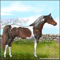 Horse Color:Liver Chestnut Tobiano 