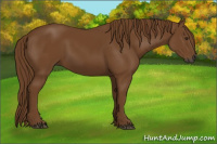 Horse Color:Gray Chestnut
