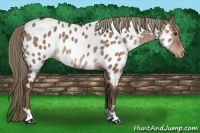 Horse Color:Liver Red Dun Appaloosa