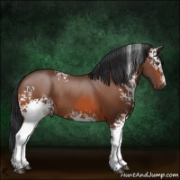 Horse Color:White Spotted Bay 