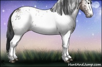 Horse Color:White Spotted Brown Ice