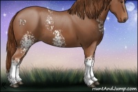 Horse Color:White Spotted Chestnut 