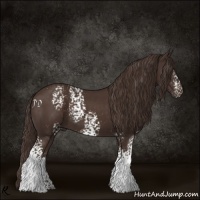 Horse Color:White Spotted Liver Chestnut 