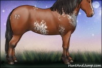 Horse Color:White Spotted Bay 