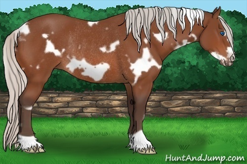 Horse Color:White Spotted Silver Bay Frame Rabicano