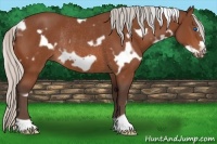 Horse Color:White Spotted Silver Bay Frame Rabicano 