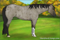 Horse Color:Gray Smoky Grullo Roan 