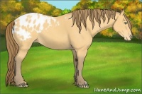 Horse Color:Amber Cream Champagne Appaloosa 