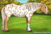 Horse Color:Palomino Appaloosa 