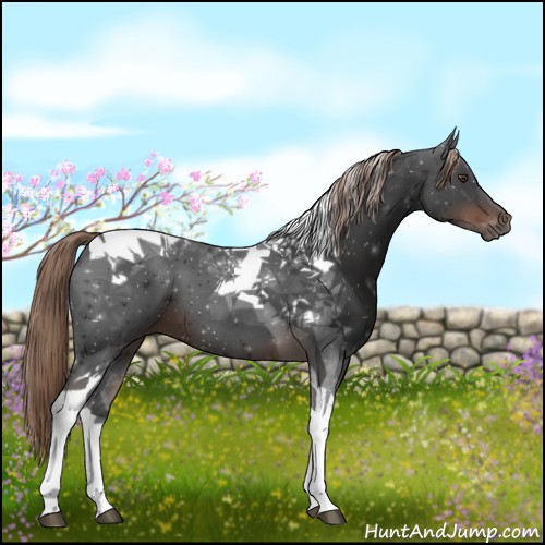 Horse Color:Liver Chestnut Tobiano 