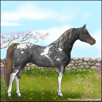 Horse Color:Liver Chestnut Tobiano 